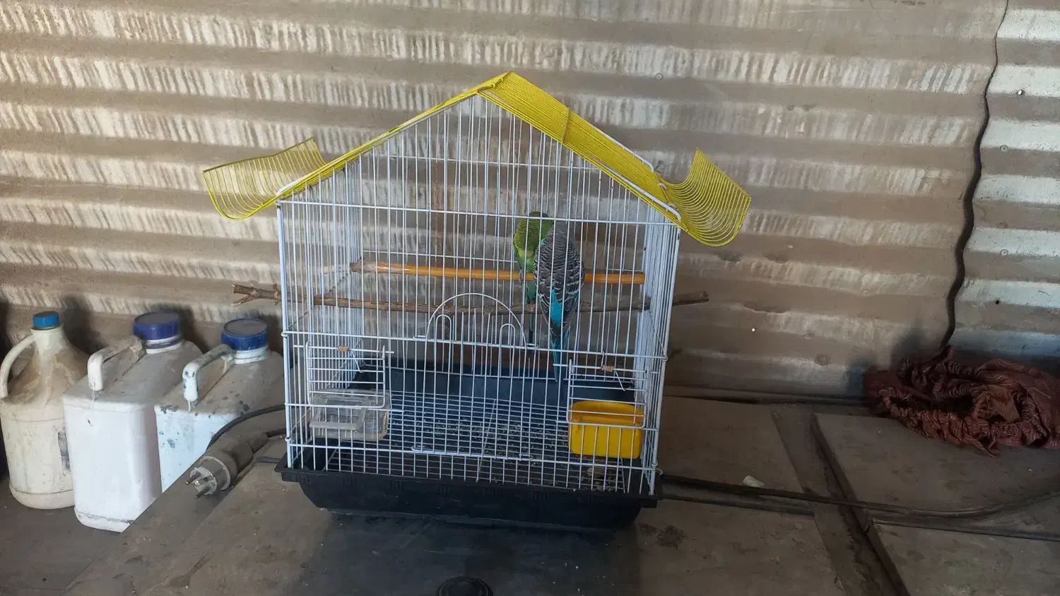 ۲عدد مرغ عشق|پرنده|رباطکریم, شترخوار|دیوار