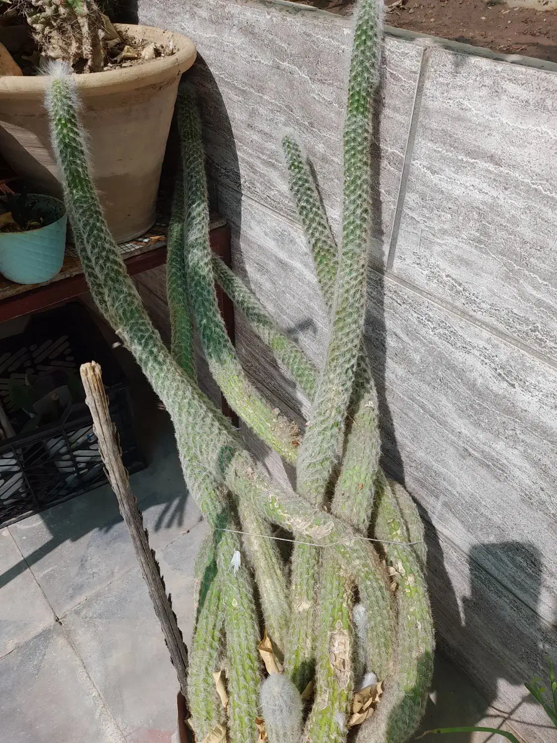 کاکتوس|گل و گیاه طبیعی|فسا, |دیوار