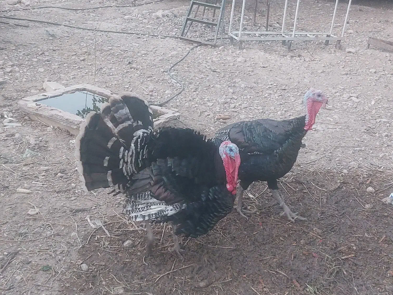 فروش بوقلمون ارگانیک|حیوانات مزرعه|کازرون, |دیوار