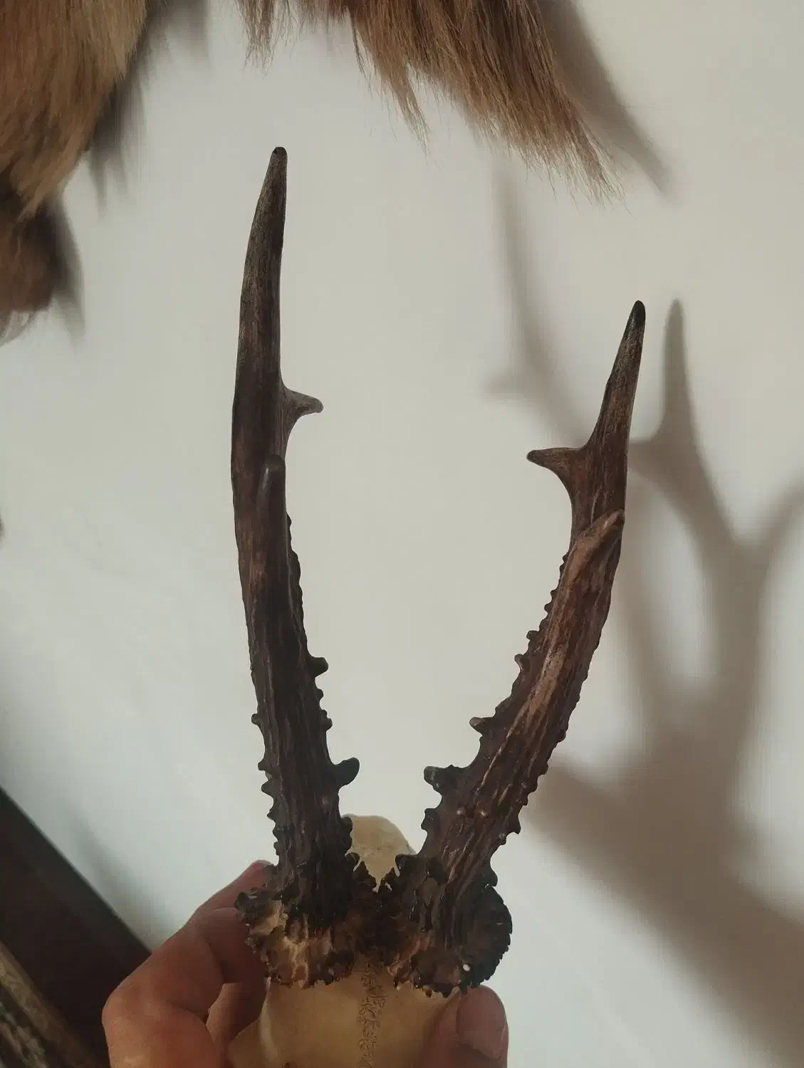 اسباب بازی شاخ|صنایع دستی و سایر لوازم تزئینی|علیآباد کتول, |دیوار