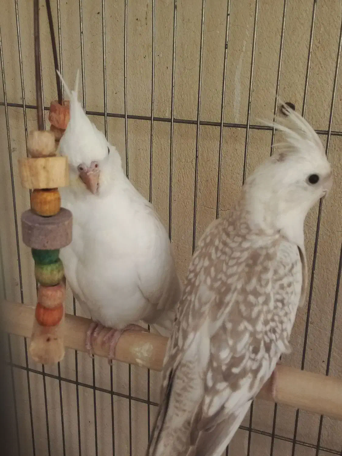 عروس هلندی|پرنده|مشگین شهر, |دیوار