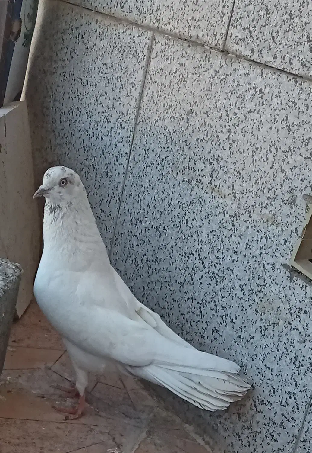 ۲ کفتر تهرانی|پرنده|فیروزکوه, |دیوار