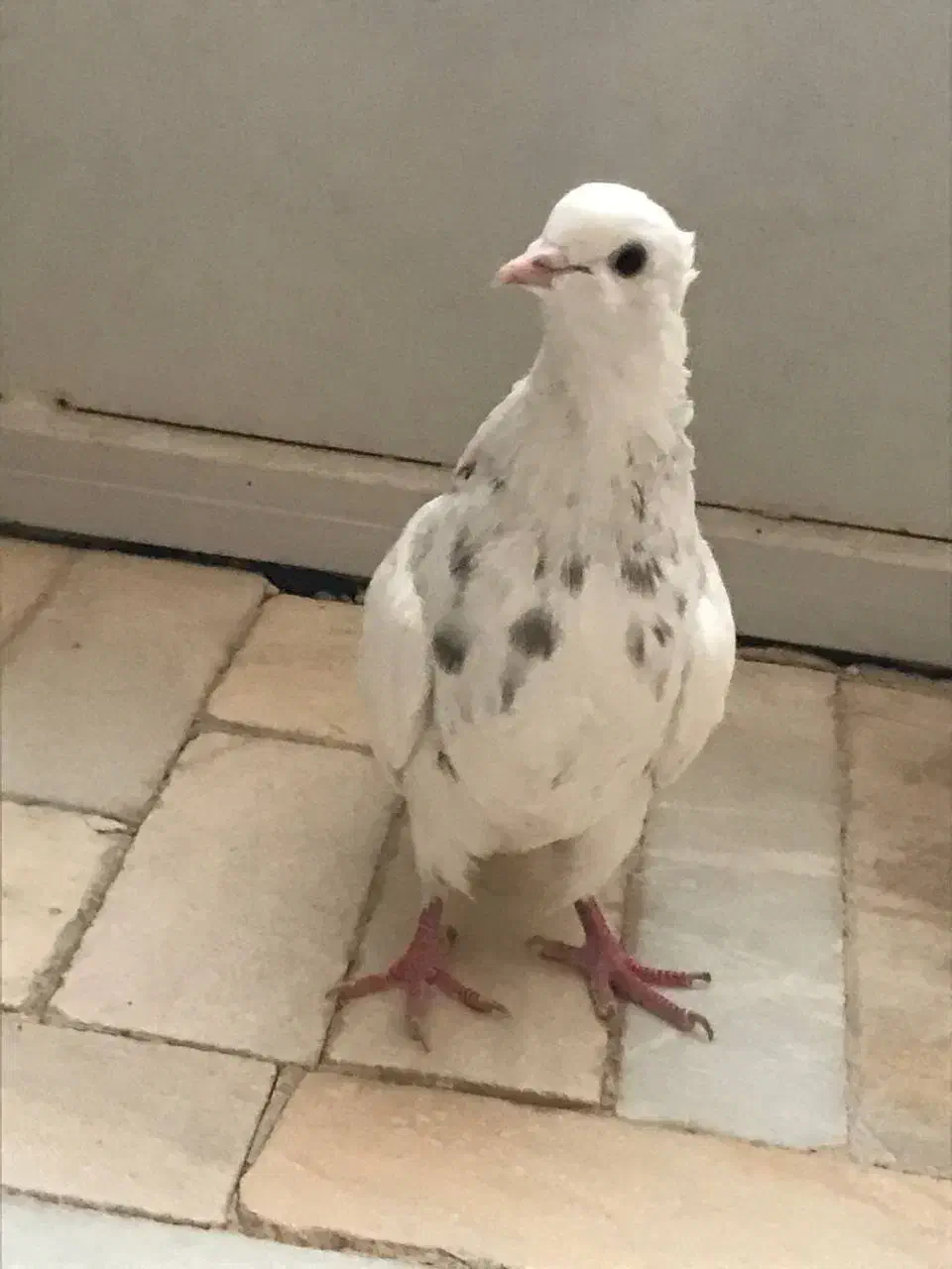 طوقی سرور|پرنده|اردکان, |دیوار