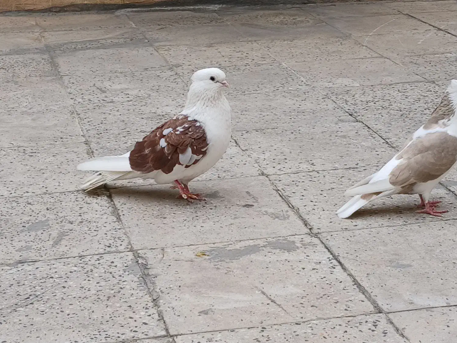 سلام|پرنده|اندیمشک, |دیوار