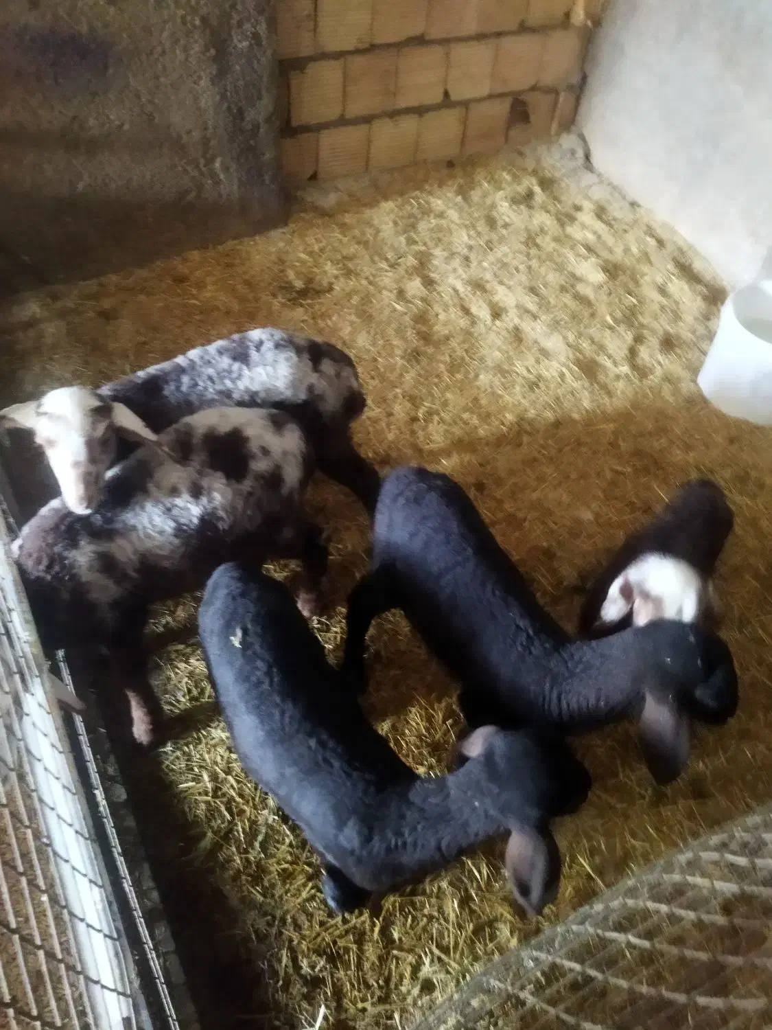 بره شیری هترو|حیوانات مزرعه|قم, قلعه صدری|دیوار