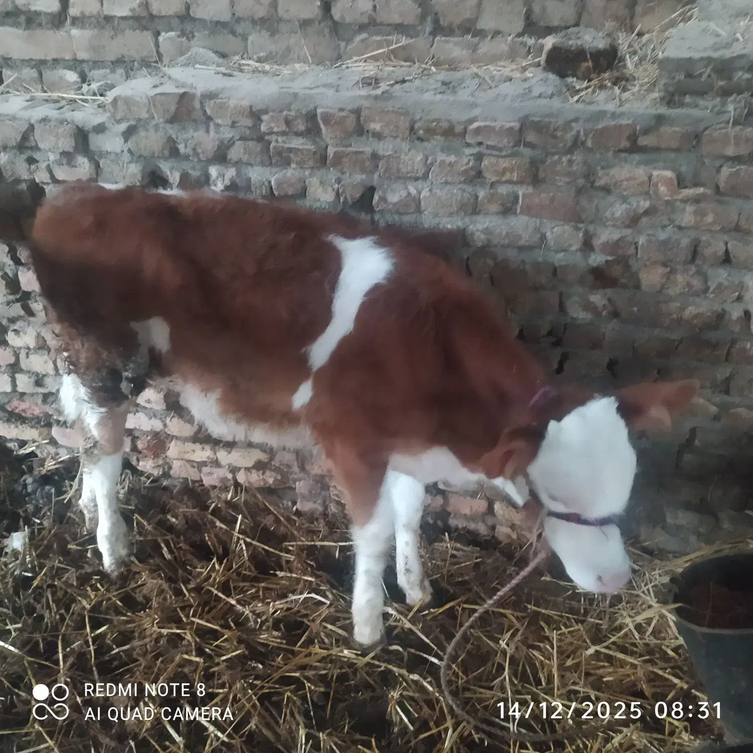 گوساله نرسیمینتال|حیوانات مزرعه|آق قلا, |دیوار