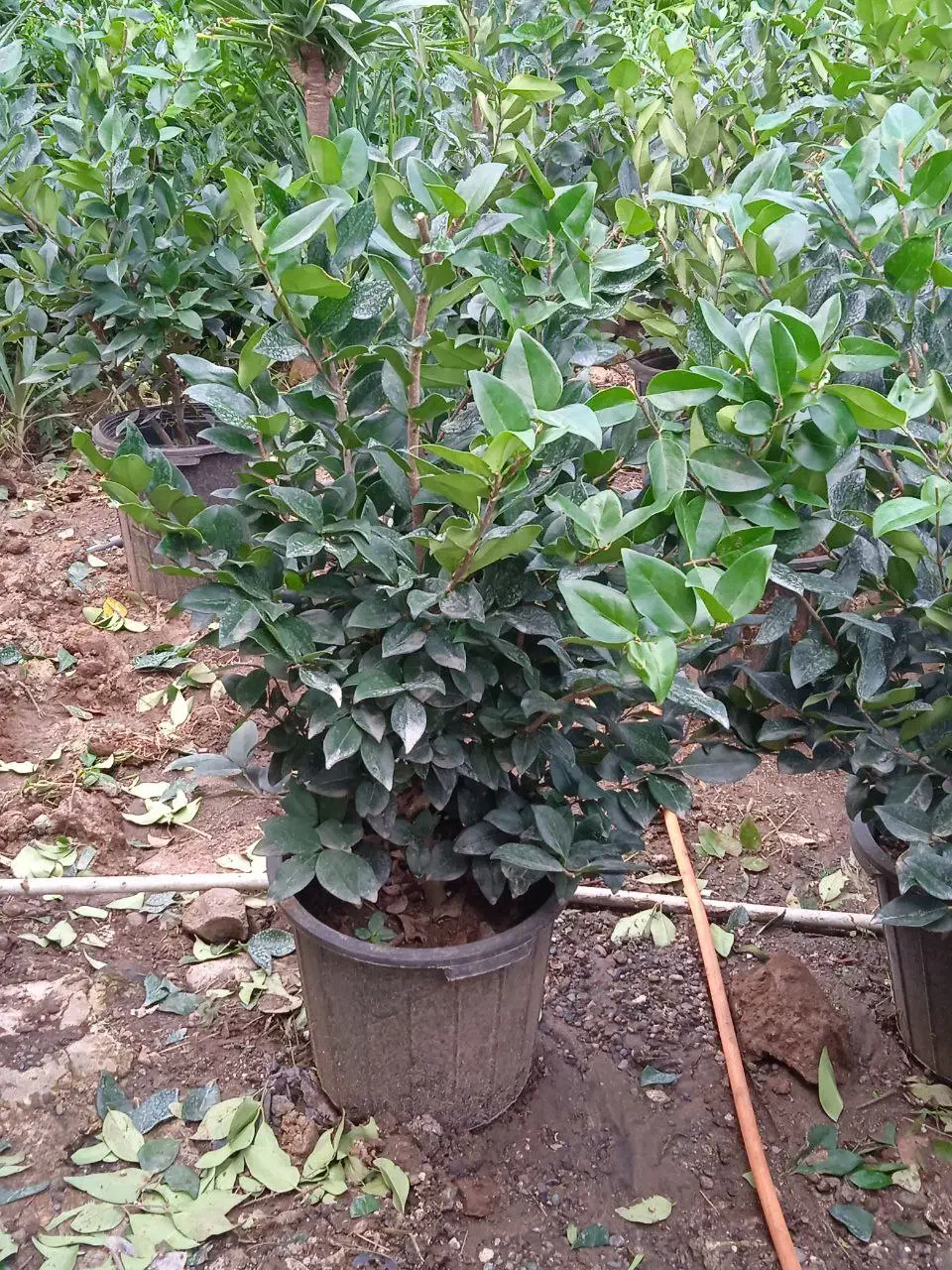 یاس هلندی گلدان 12|گل و گیاه طبیعی|واجارگاه, |دیوار