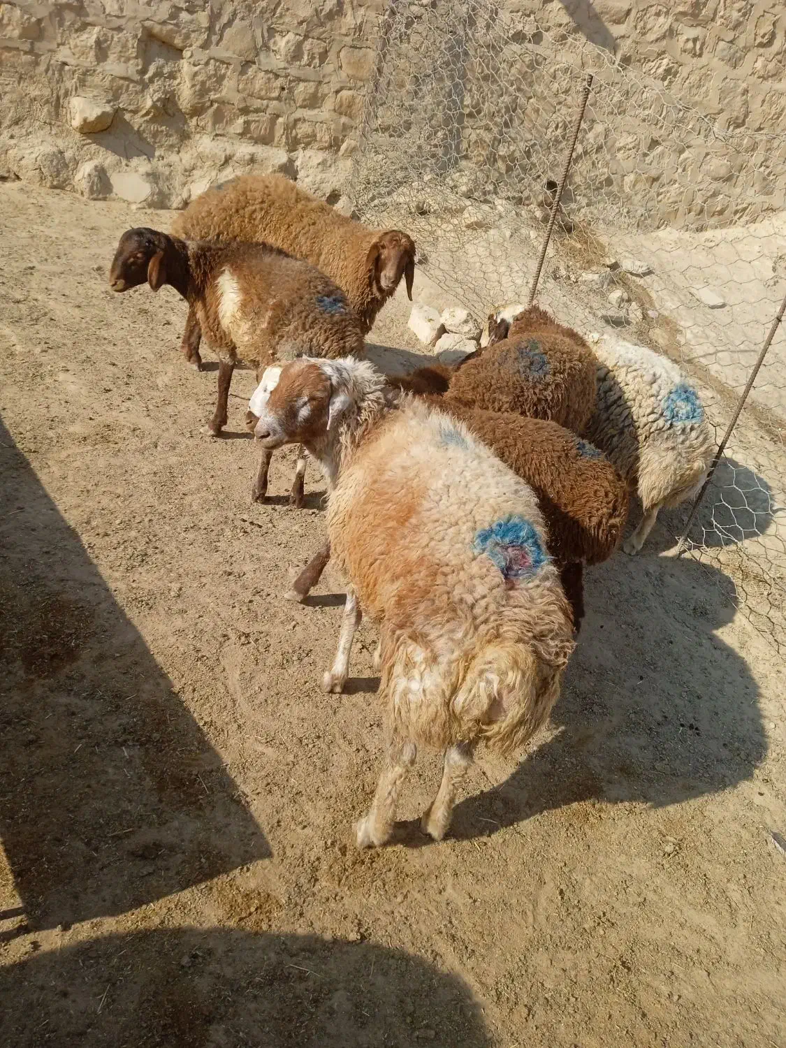 بره قوچ سبز|حیوانات مزرعه|کوهدشت, |دیوار