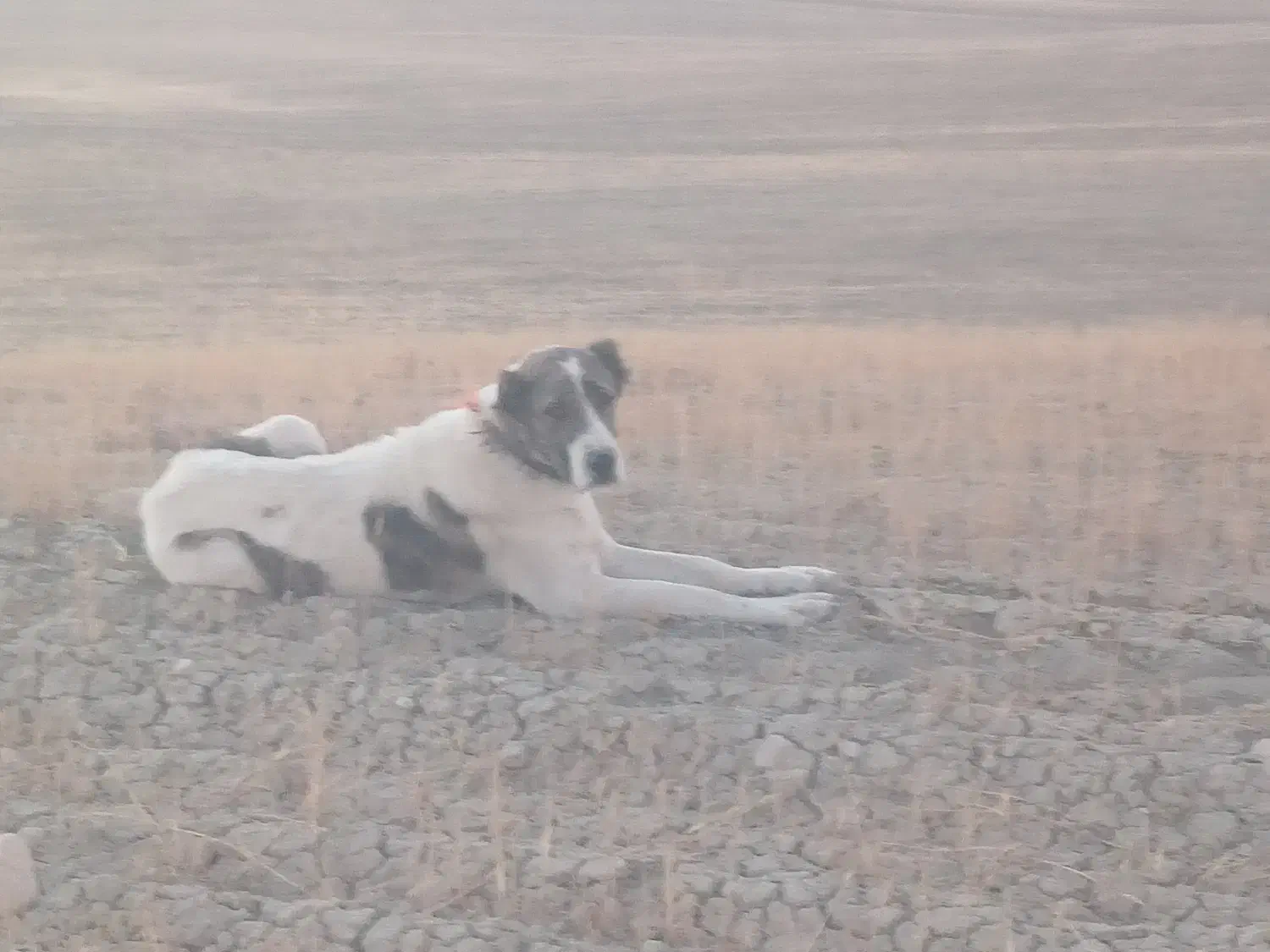 سگ ماده دو ساله|سگ|ساوه, |دیوار