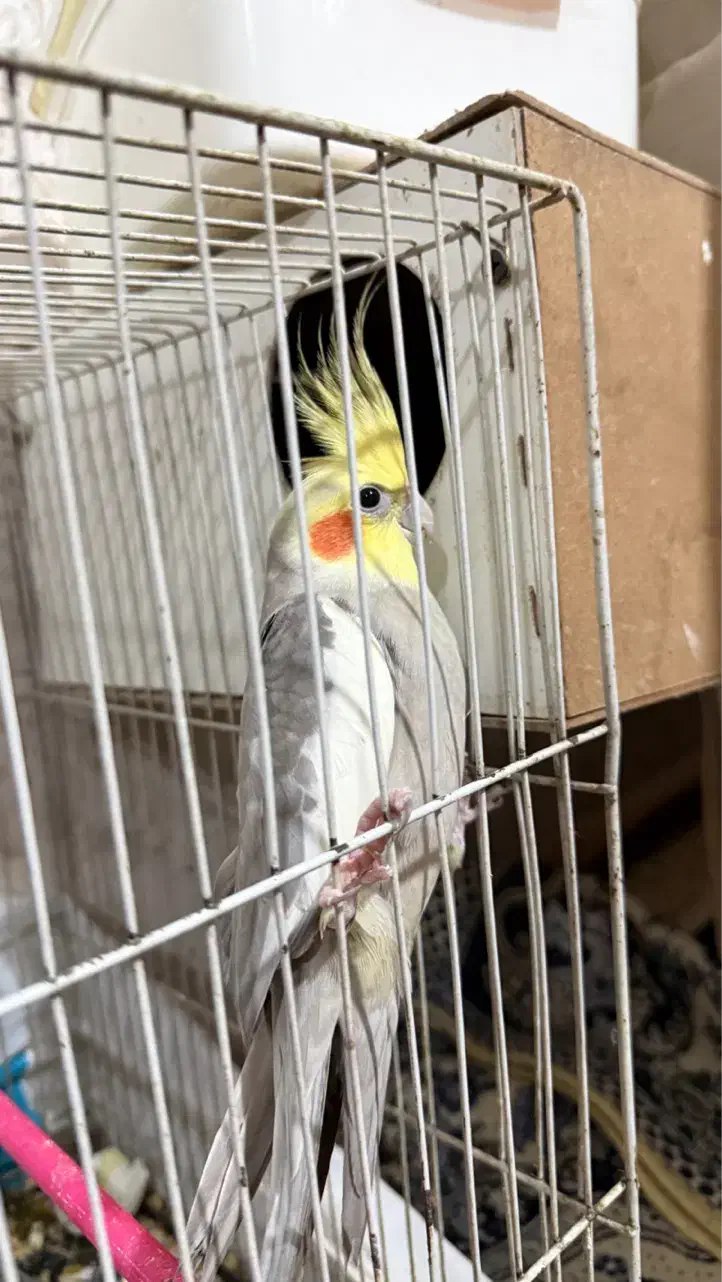 جفت|پرنده|مشهد, هدایت|دیوار