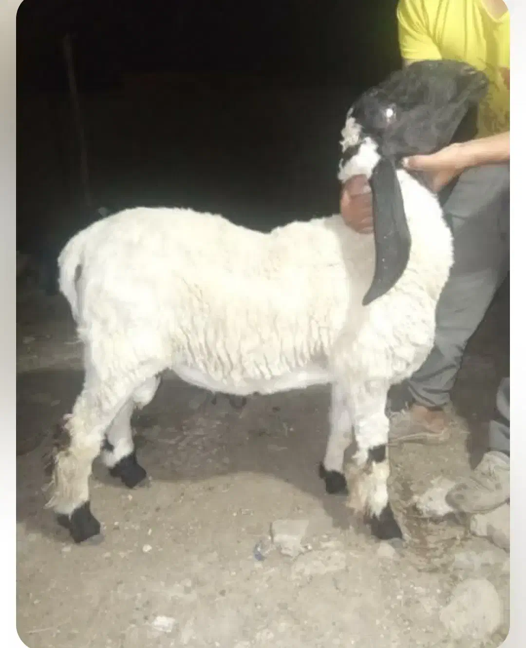 بره نر|حیوانات مزرعه|گنبد کاووس, |دیوار