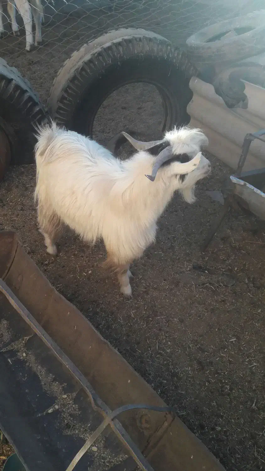 بزغاله نر|حیوانات مزرعه|قائن, |دیوار