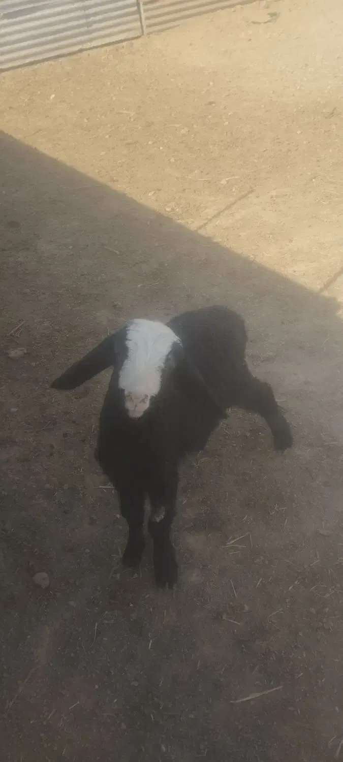 بره شیری درشت|حیوانات مزرعه|رامند, |دیوار