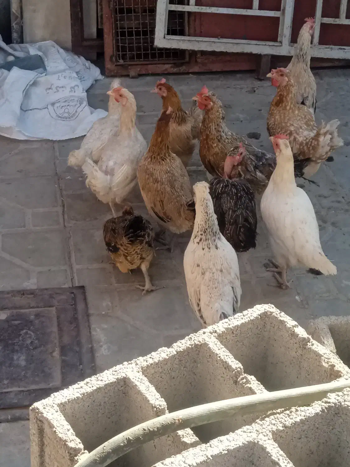 11عددمرغ محلی|موش و خرگوش|نرماشیر, |دیوار