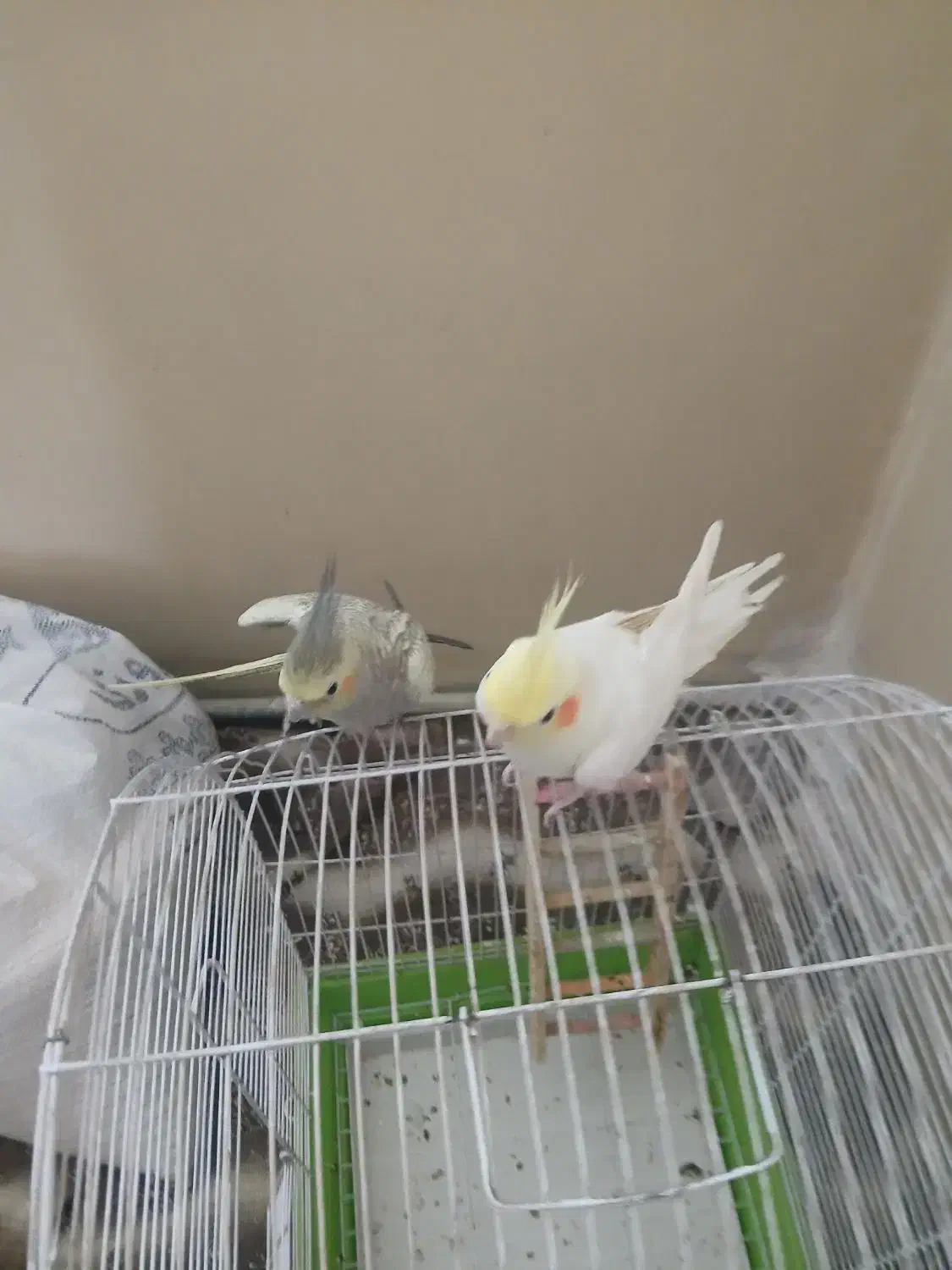 عروس هلندی|پرنده|شیراز, دشت چنار|دیوار