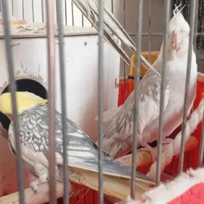 دو عدد عروس هلندی سالم|پرنده|کرمانشاه, |دیوار