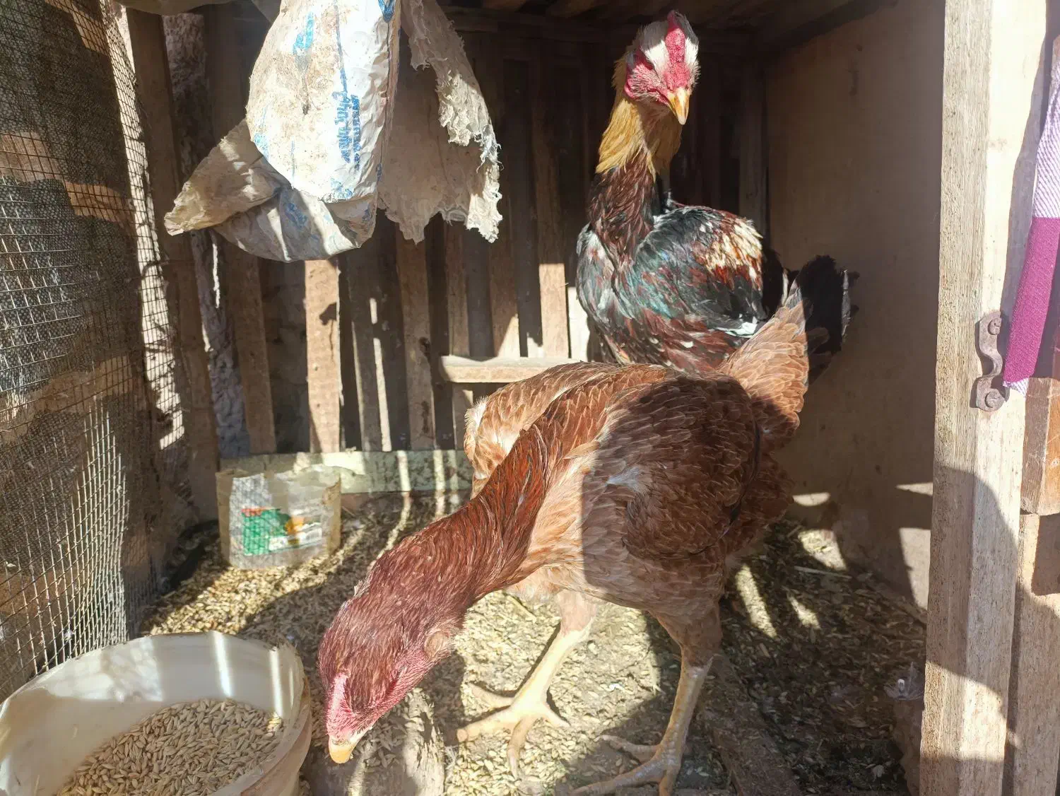 خروس و مرغ لاری و مرغ و خروس آمروک|حیوانات مزرعه|الوند, |دیوار