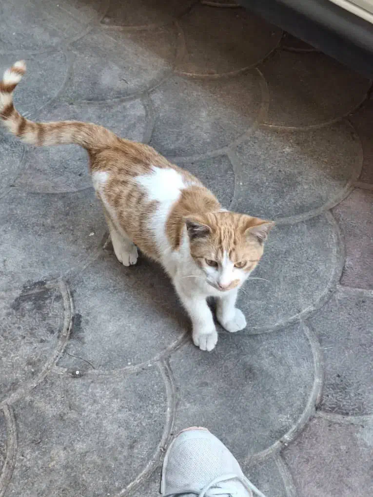 واگذاری گربه نارنجی|گربه|لاهیجان, خمیر کلایه|دیوار