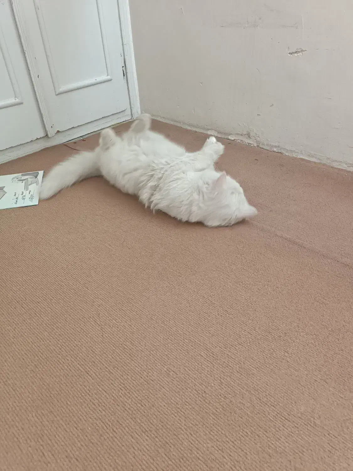 فروش یا معاوضه گربه پرشین نر یکساله دم راکنی|گربه|مشهد, نیروی هوایی|دیوار