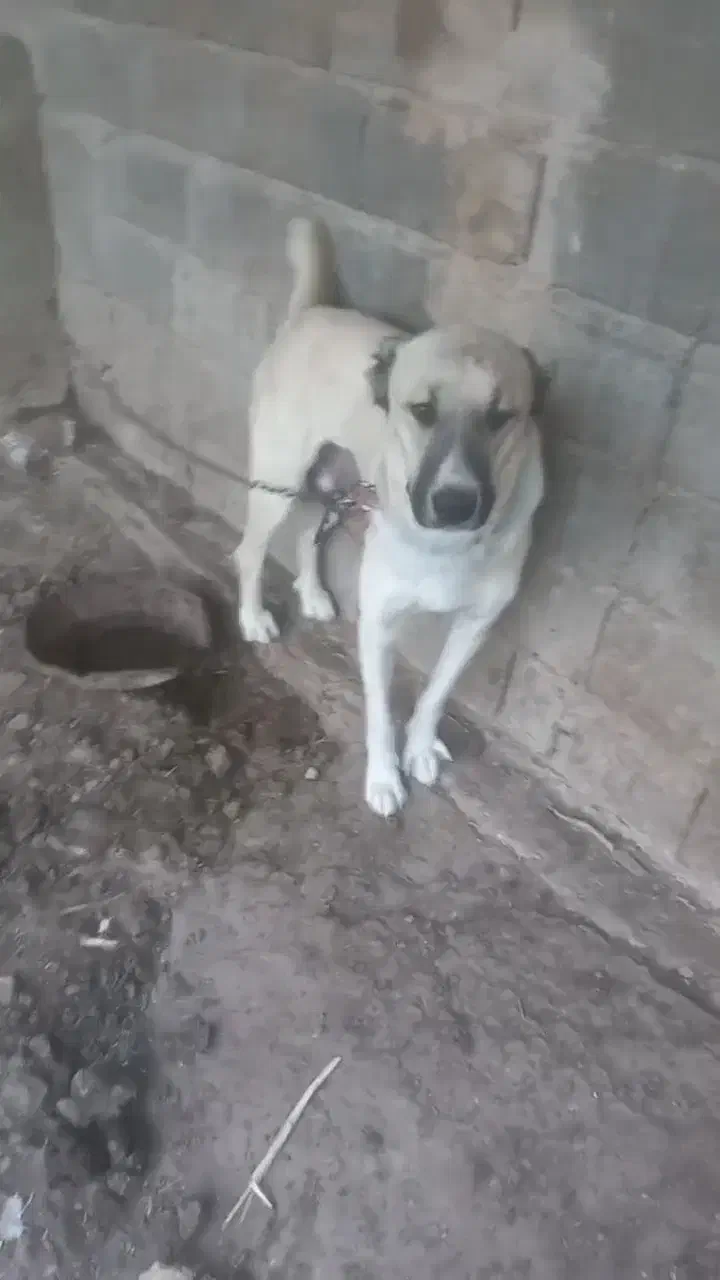 ماده افغان|سگ|قزوین, |دیوار