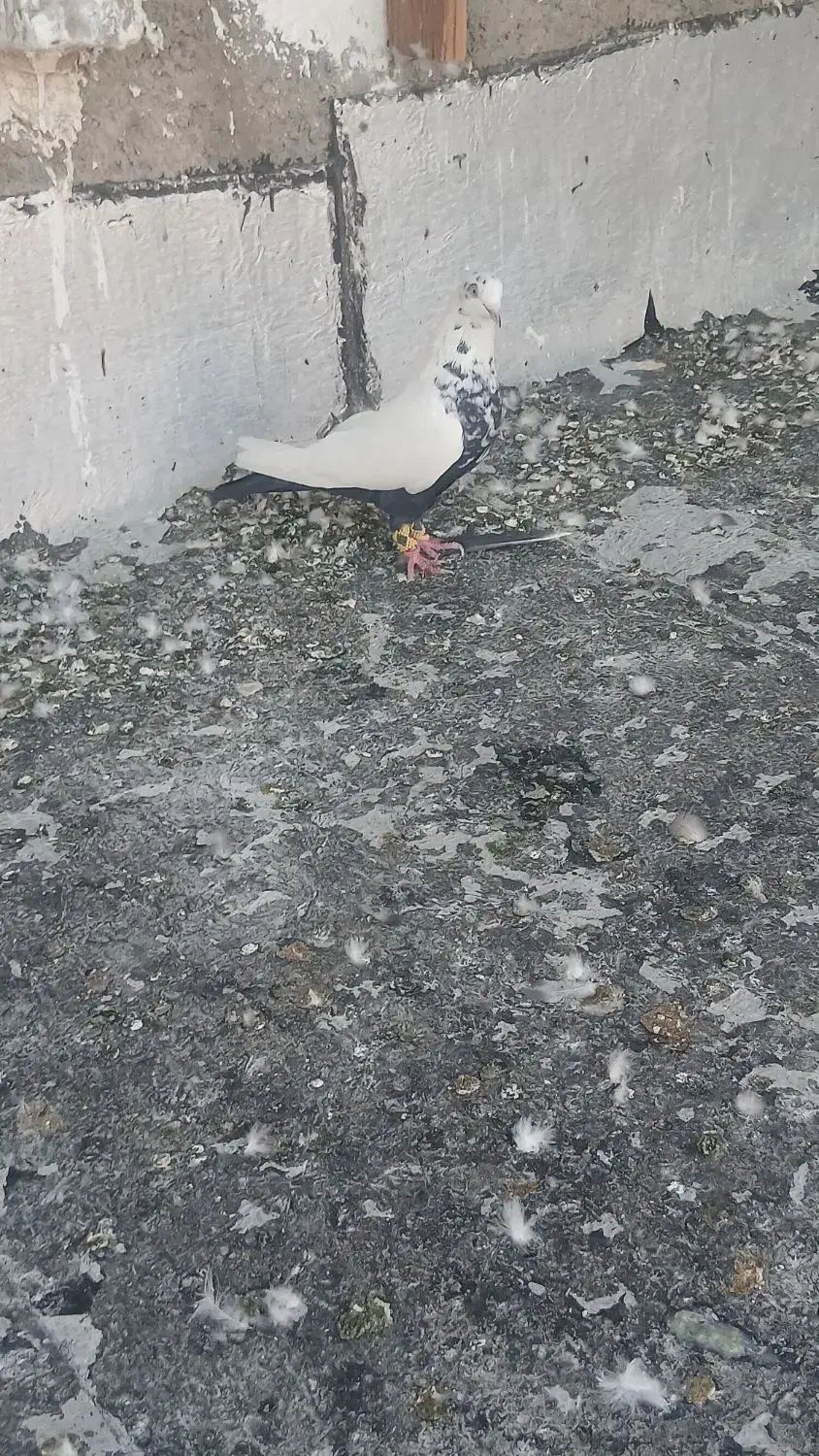 دم سیا ماده عتیقه|پرنده|محمدشهر, کوی بهار|دیوار