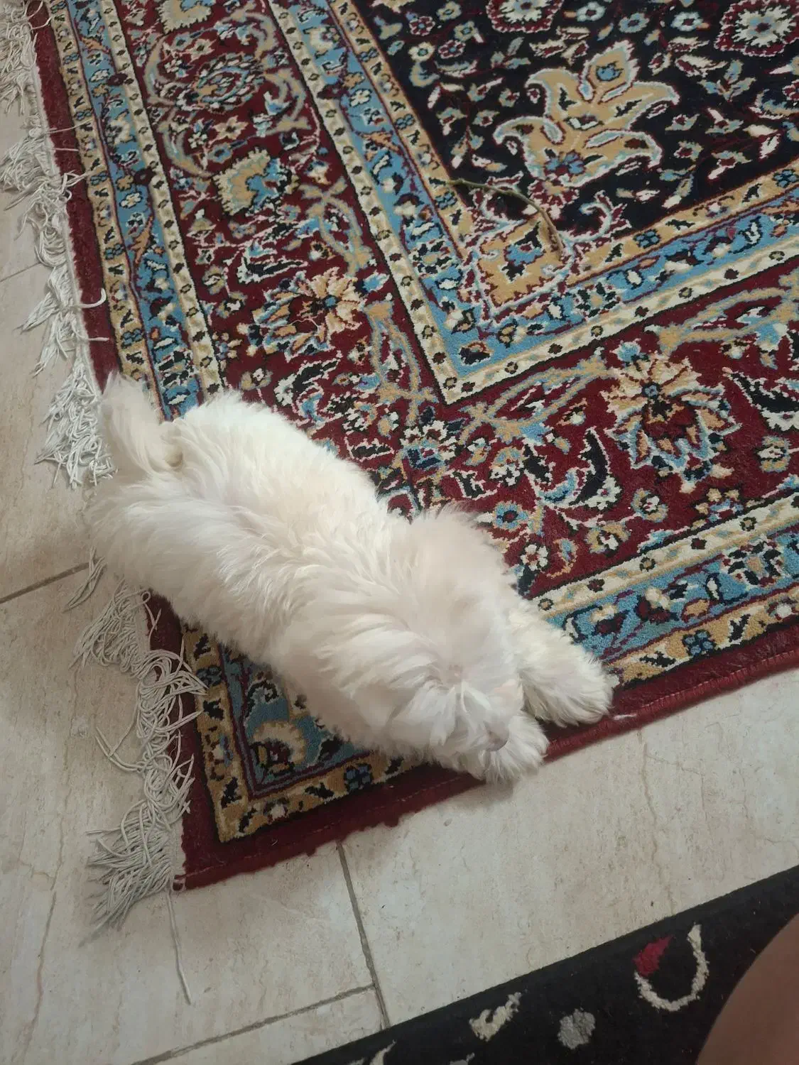 ۵ملیون|سگ|حمیدیا, |دیوار