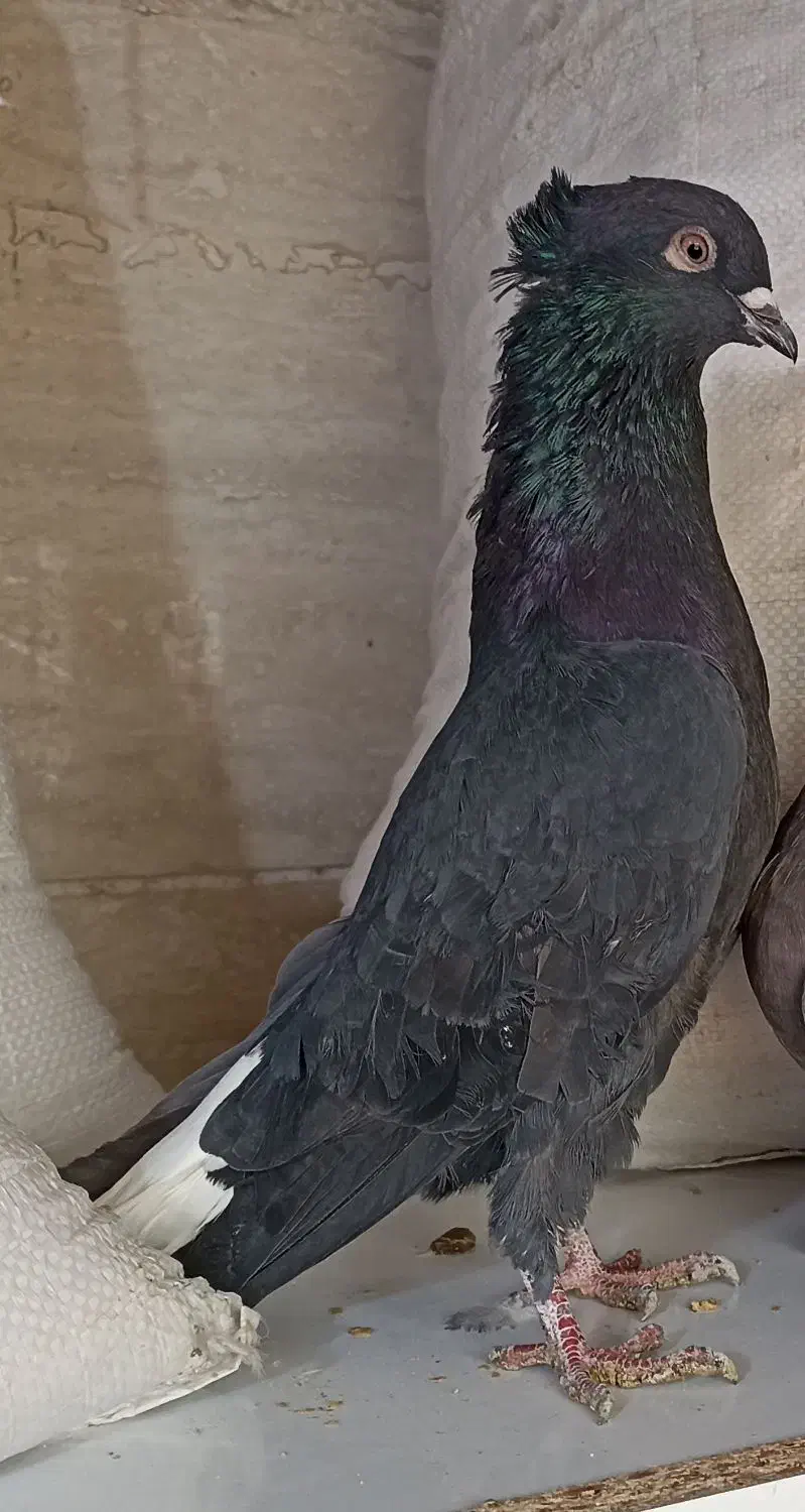 کبوتر زاغ دم سفید|پرنده|تربتحیدریه, یحیی آباد|دیوار