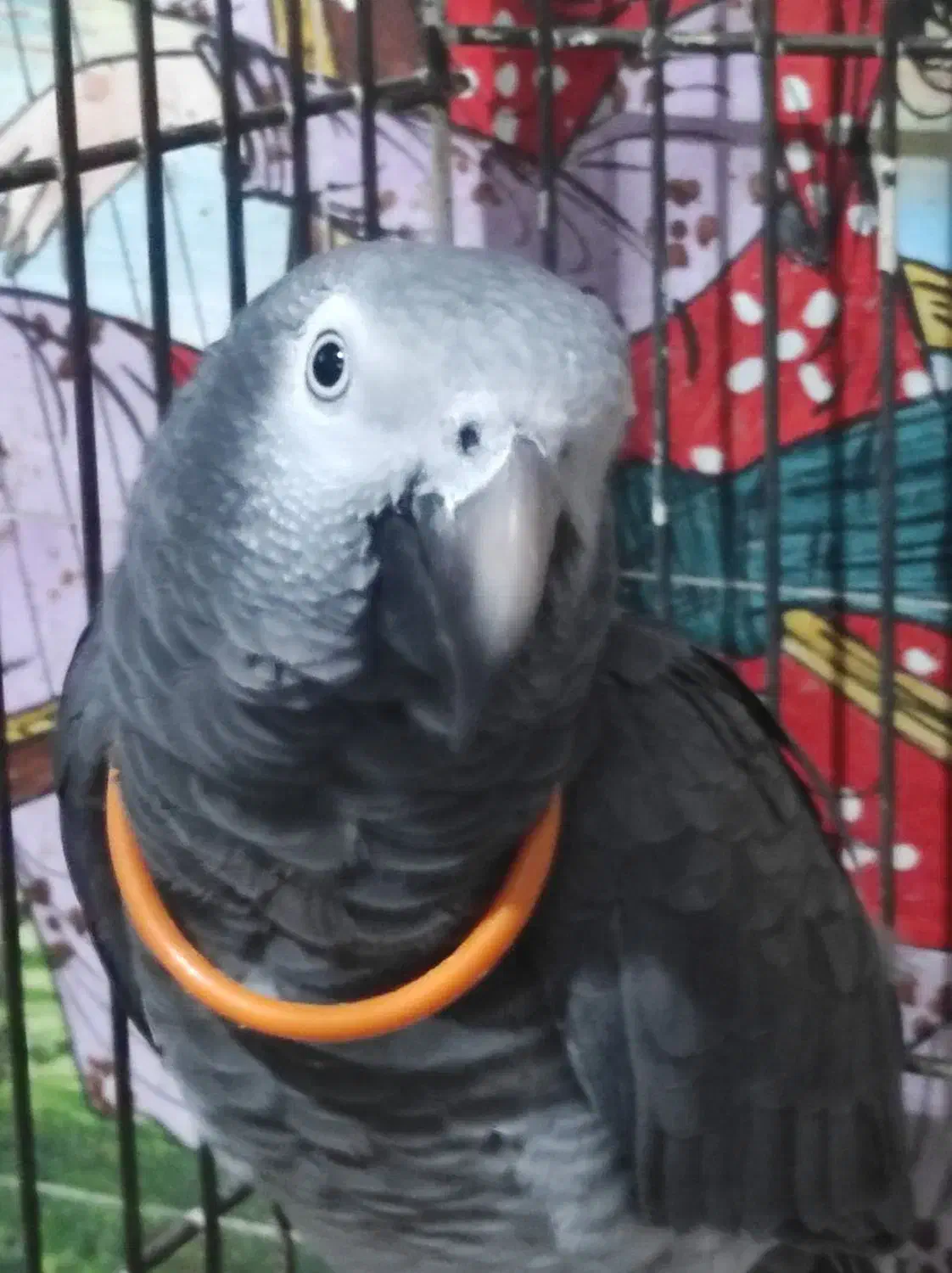 کاسکو شکلاتی نر وماده|پرنده|لاهیجان, رجایی|دیوار