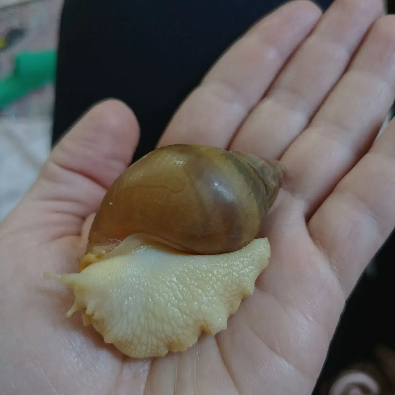 حلزون|خزنده|بومهن, |دیوار