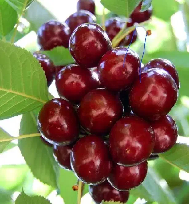 نهال گیلاس بینگ آمریکایی ،درخت گیلاس در نهالستان|گل و گیاه طبیعی|مشهد, خواجه ربیع|دیوار