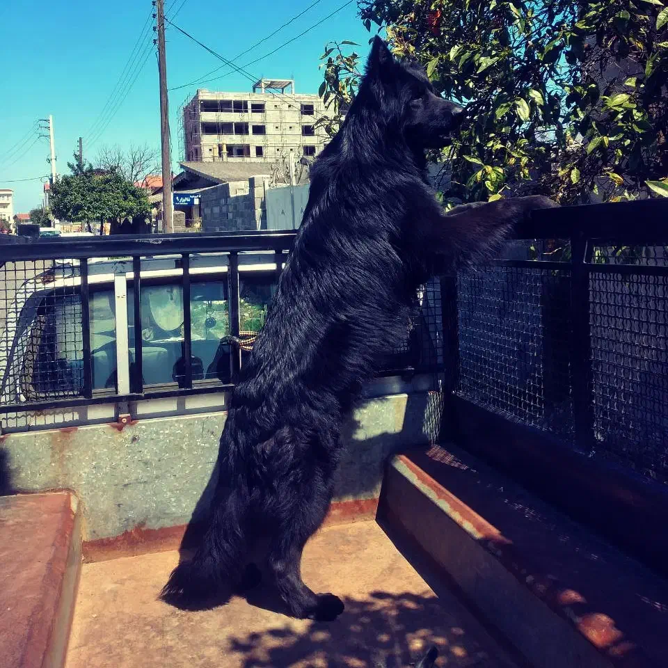 ژرمن بلک نر|سگ|نشتارود, |دیوار