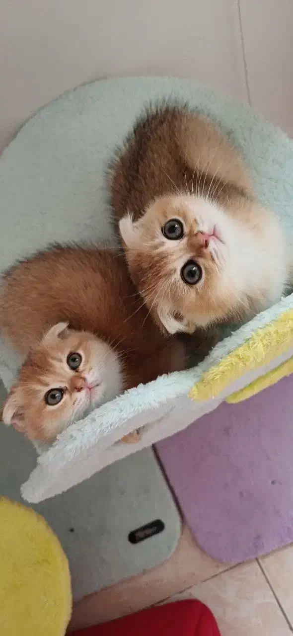 دهکده گربه های اشرافی (پرشین بریتیش اسکاتیش)|گربه|تهران, پونک|دیوار