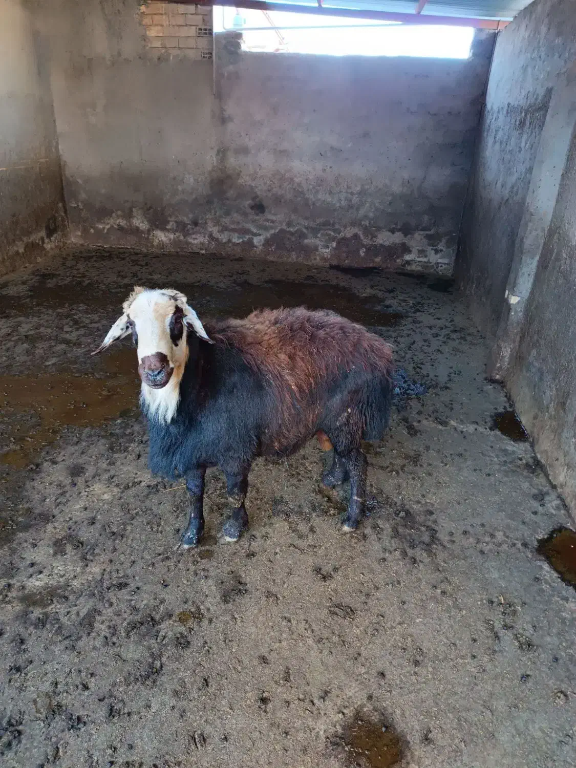 قوچ گوسفند|حیوانات مزرعه|سیلاخور, |دیوار