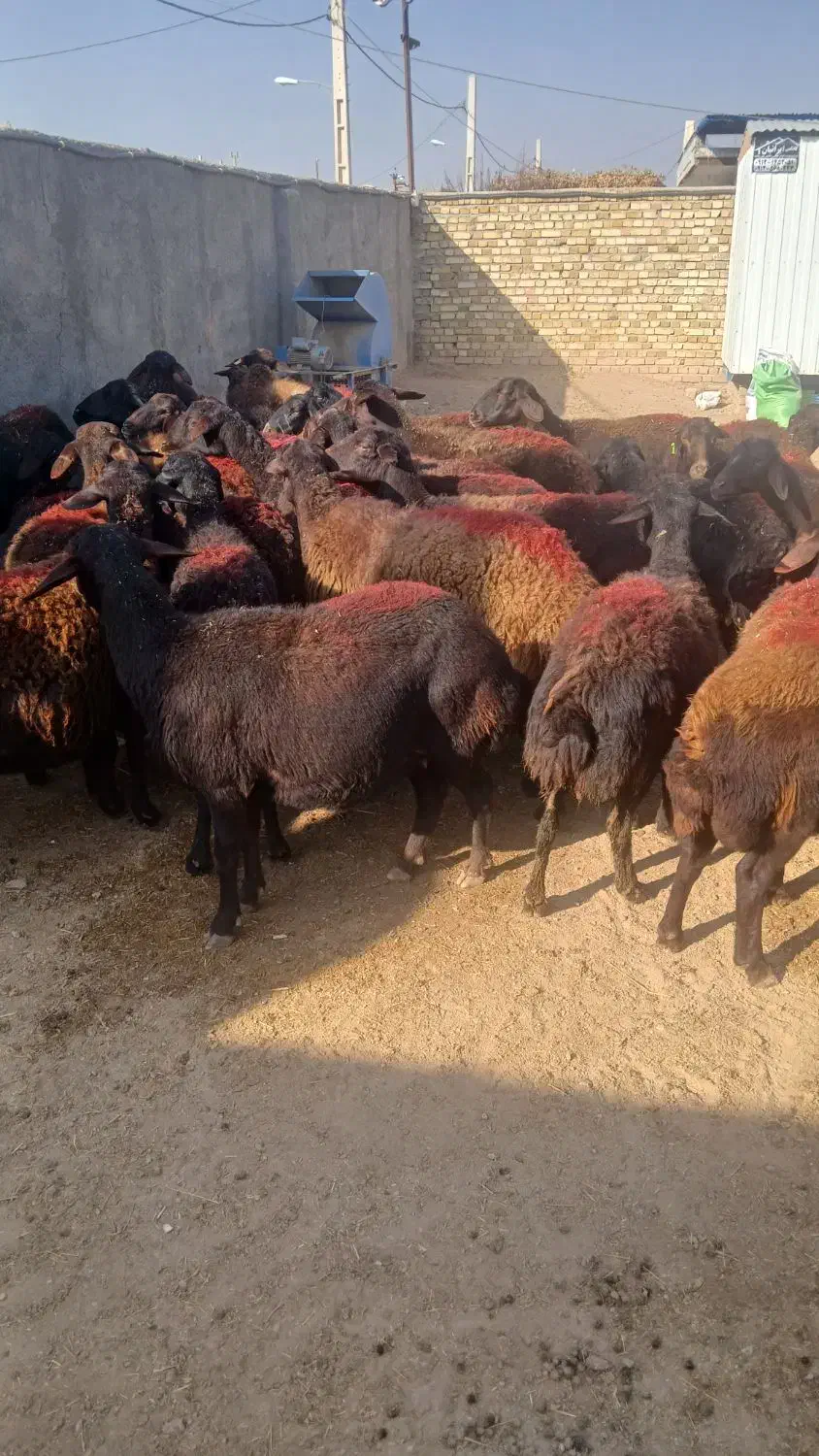 گوسفند شیشک میش قزل افشار ابستن سنگین|حیوانات مزرعه|بشاریات, |دیوار