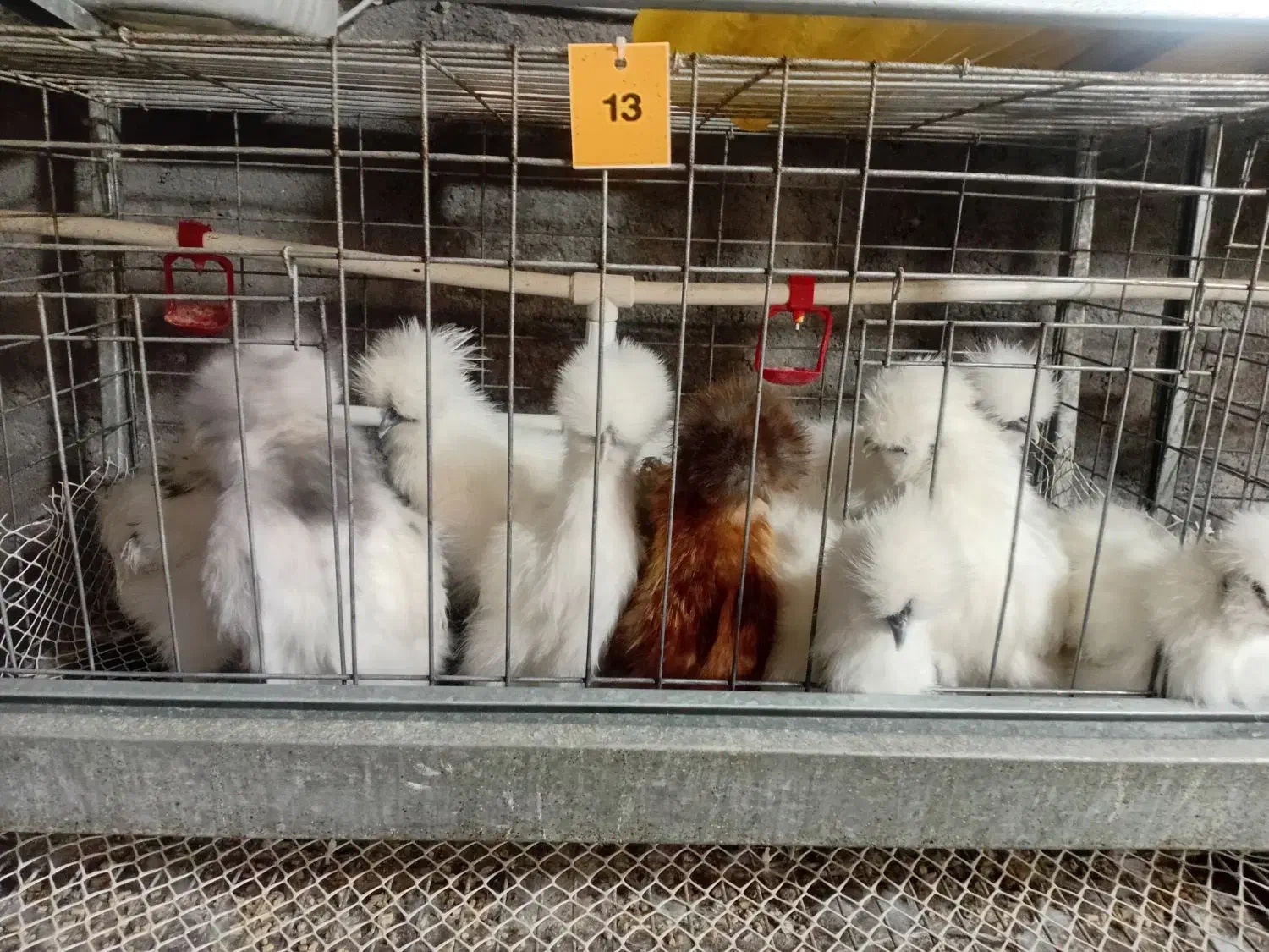 مجموعه دهکده جوجه تخم نطفه دار ابریشمی فول کیفیت|حیوانات مزرعه|مشهد, طرق|دیوار