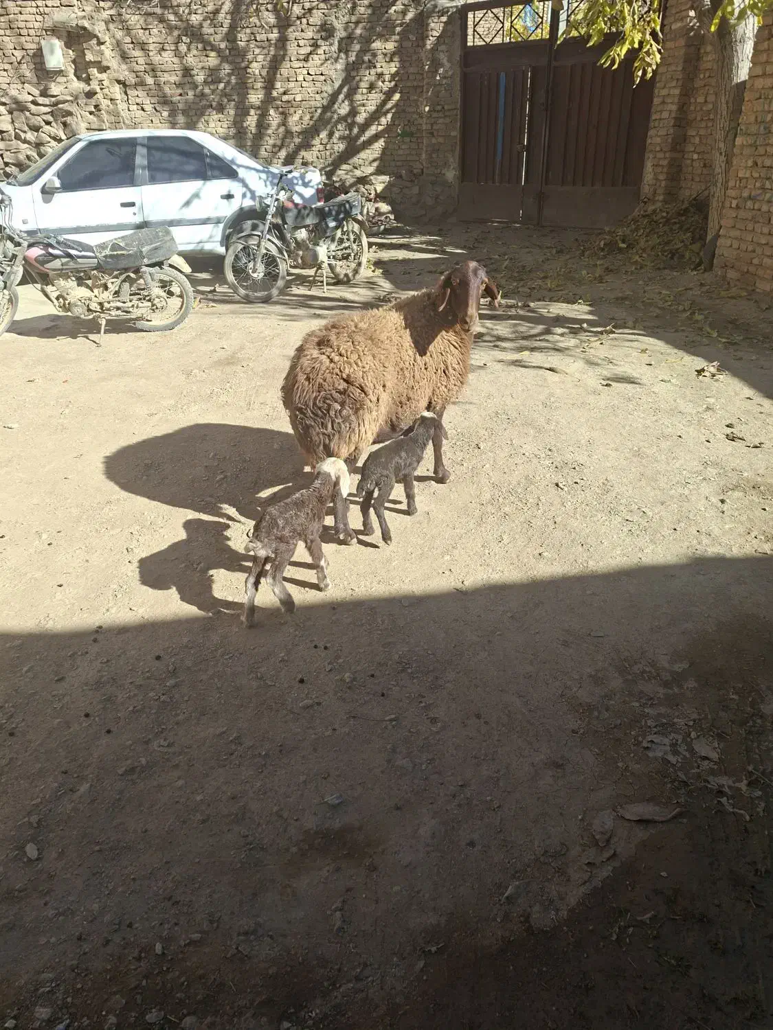 میش دوقلو|حیوانات مزرعه|داران, |دیوار