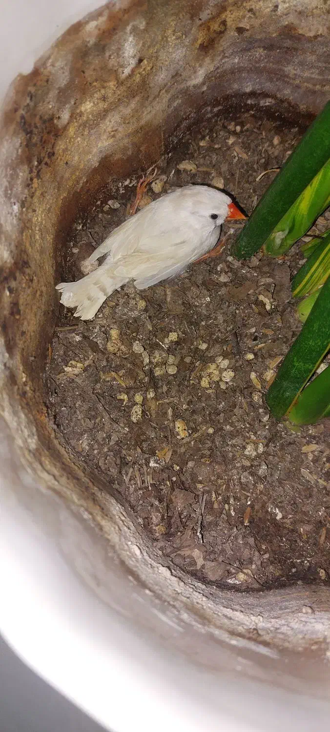 ۴ جفت مرغ عشق و یک عدد فنچ|پرنده|بوشهر, |دیوار