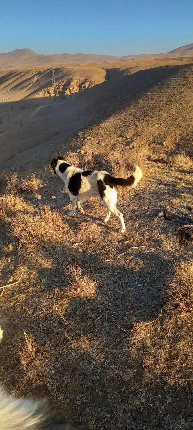 سگه گلی گوسفندی|سگ|قوچان, |دیوار
