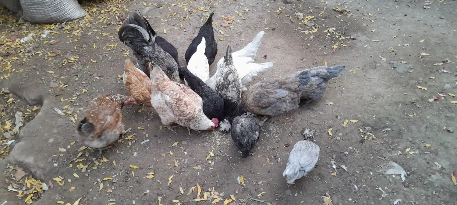 مرغ خروس|حیوانات مزرعه|رامیان, |دیوار