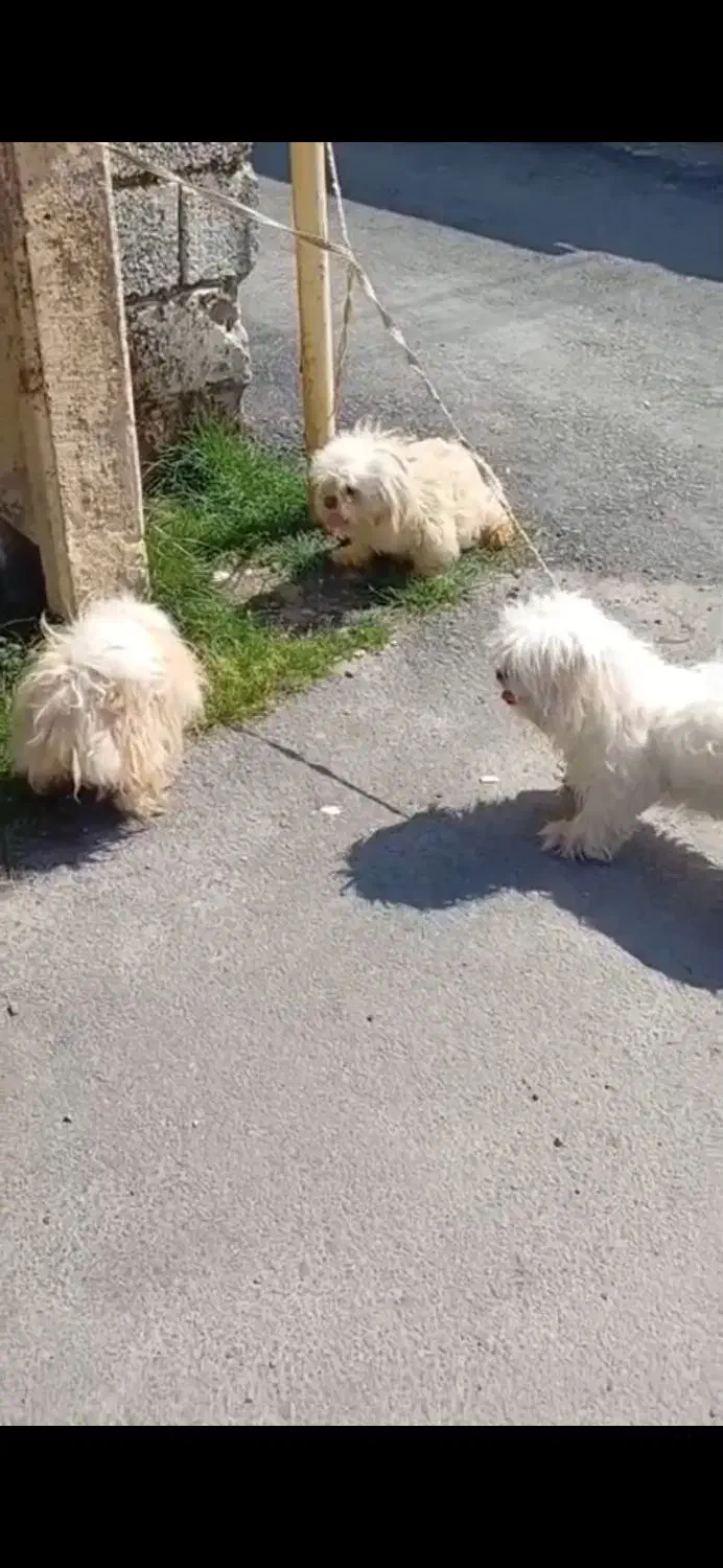 دوعدد شیتسو ماده بالغ|سگ|محمودآباد, |دیوار