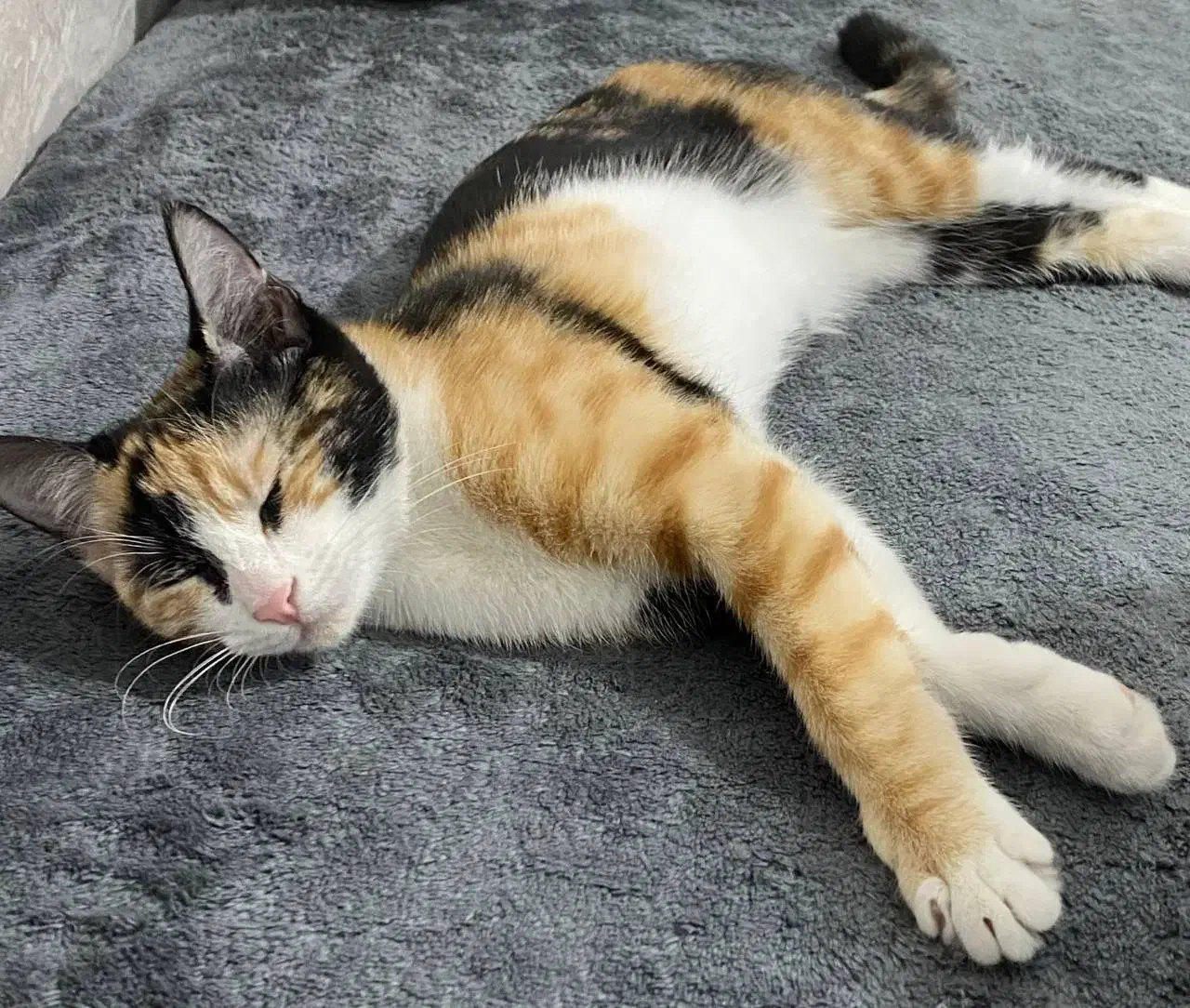 واگذاری گربه رایگان|گربه|مرودشت, ابوذر جنوبی|دیوار