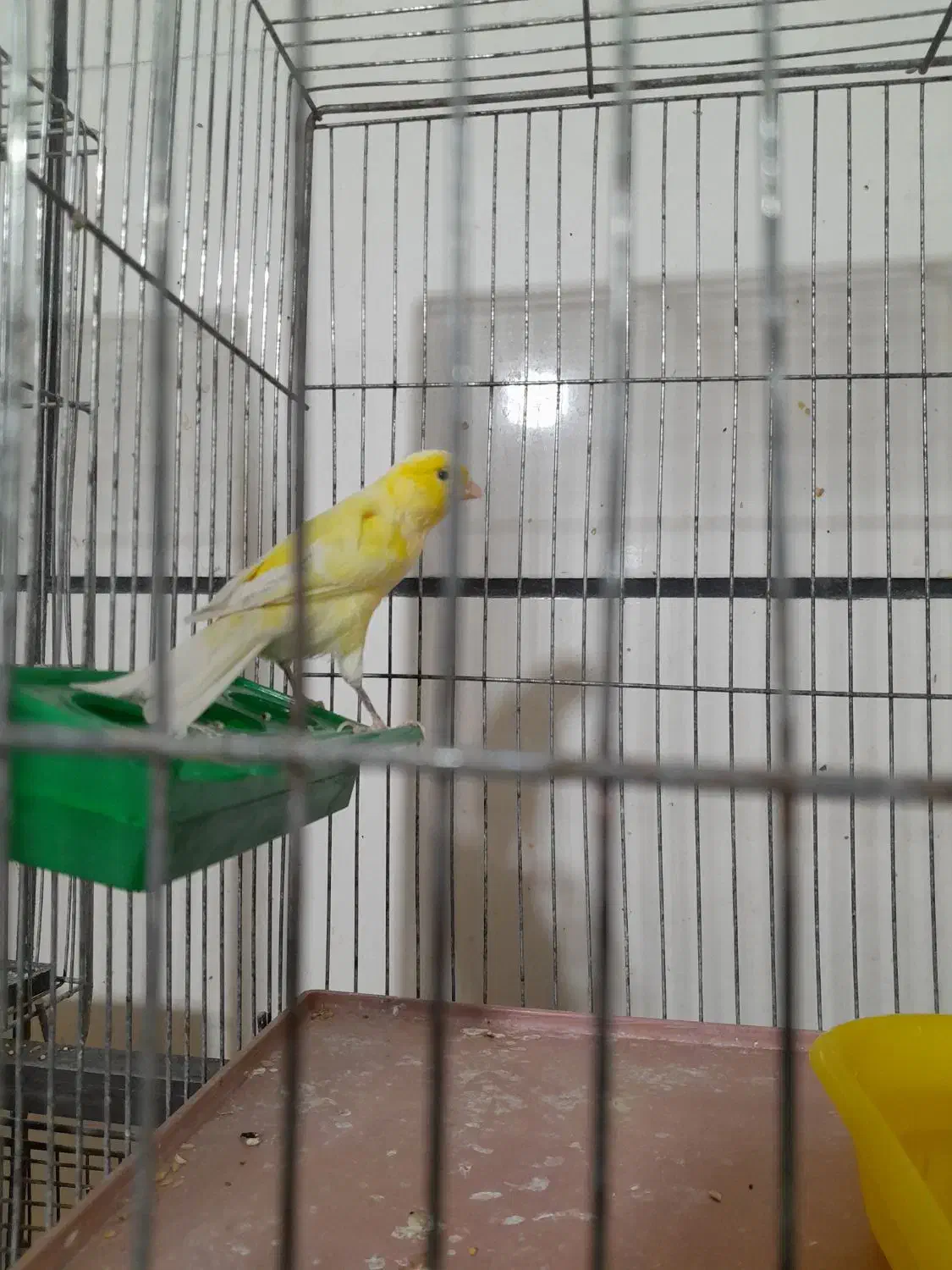 قناری پرتقالی|پرنده|محمدیه-قزوین, |دیوار