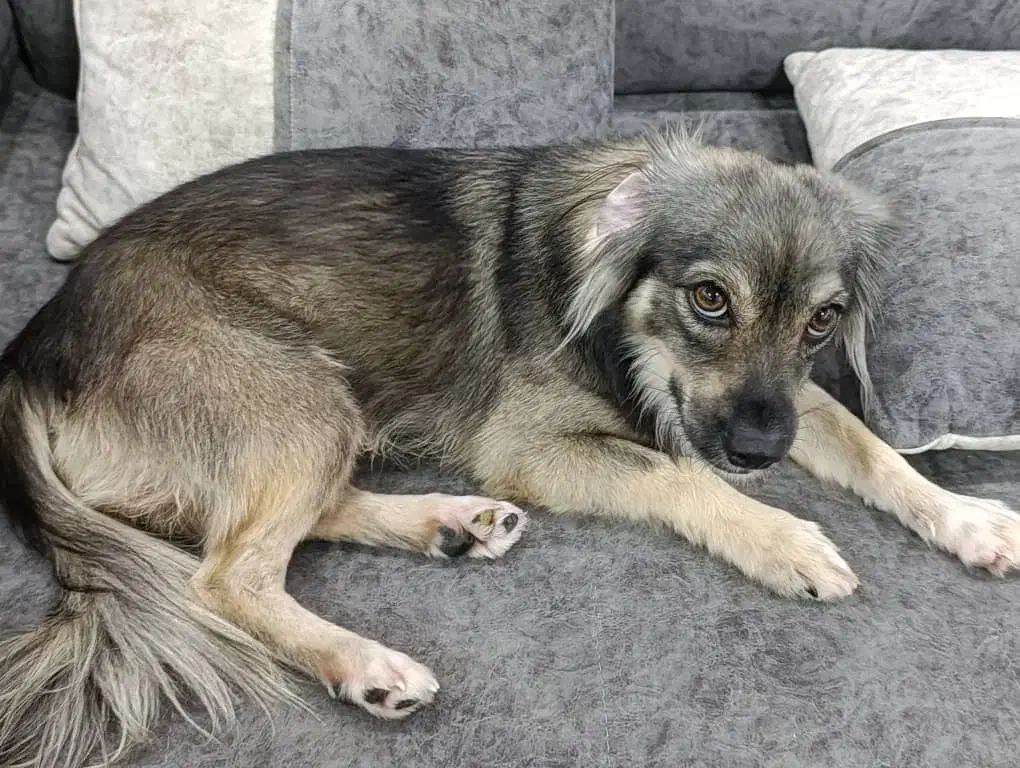 سگ اشپیتز واکس خورده شناسنامه دار|سگ|بوشهر, |دیوار