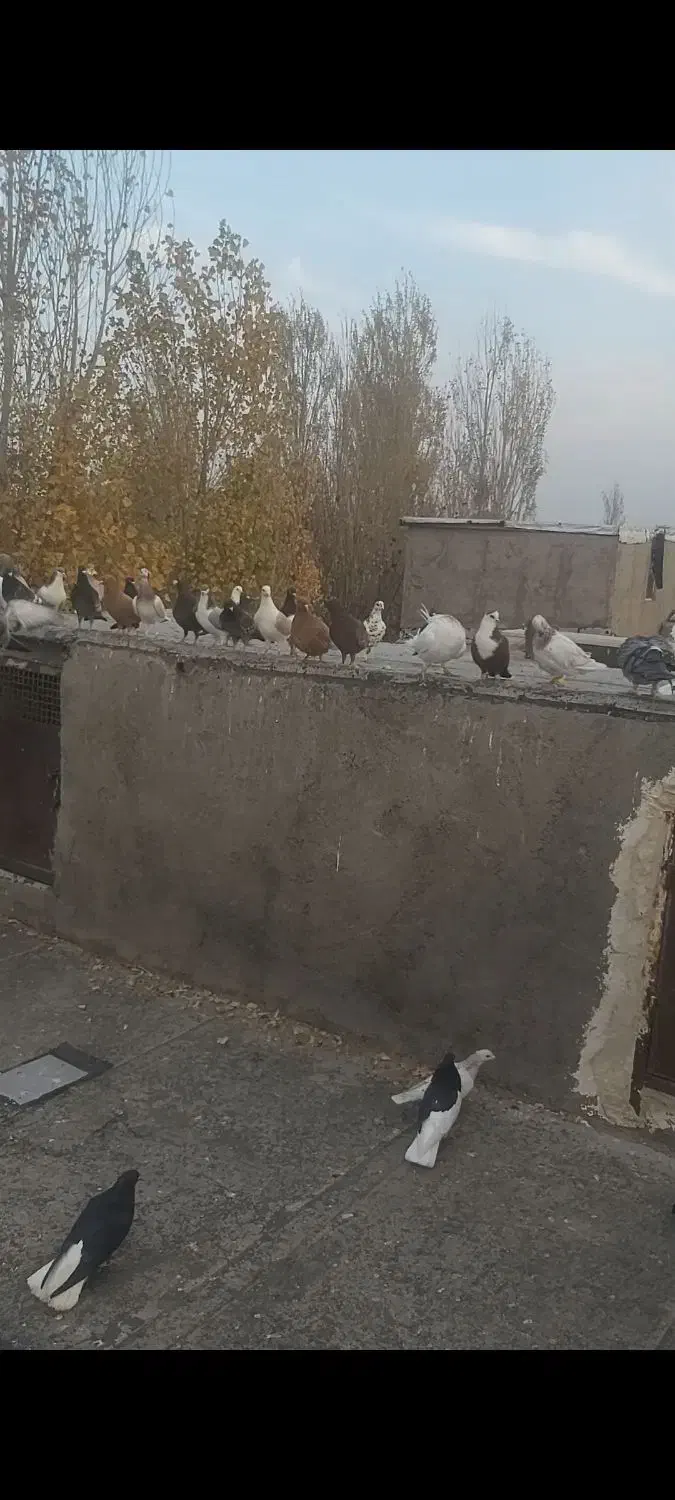 کفتر|پرنده|تاکستان, |دیوار