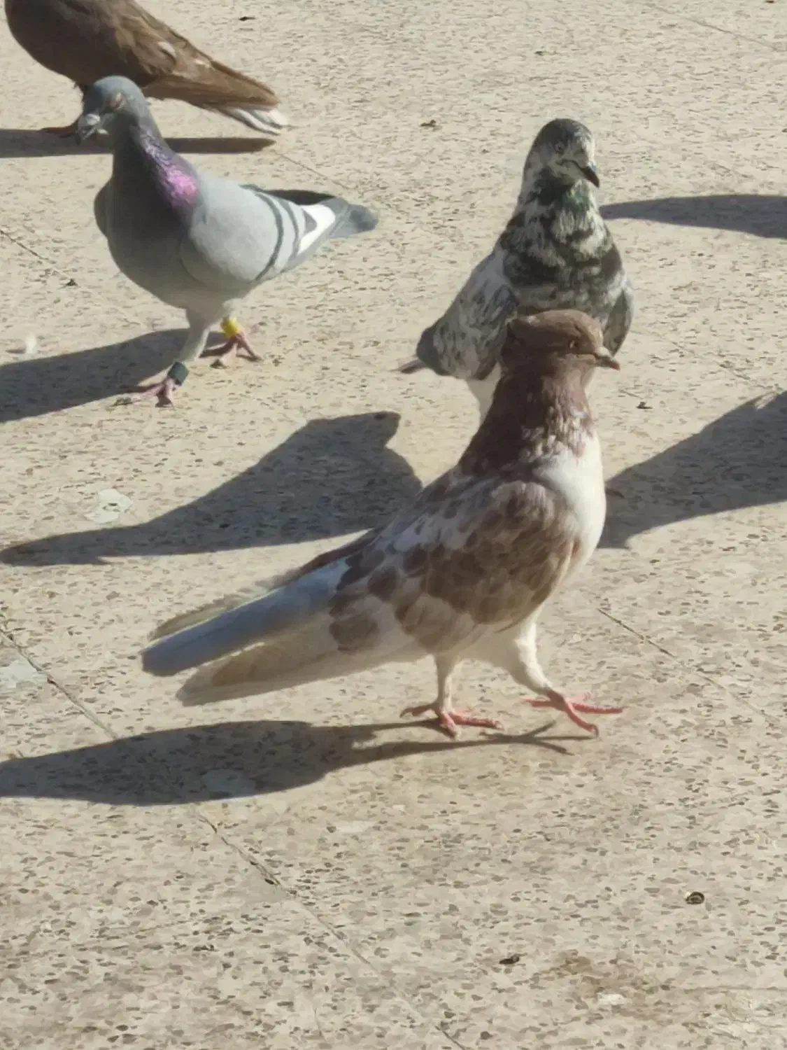 مفلغ گلی|حیوانات|قم, دانش|دیوار