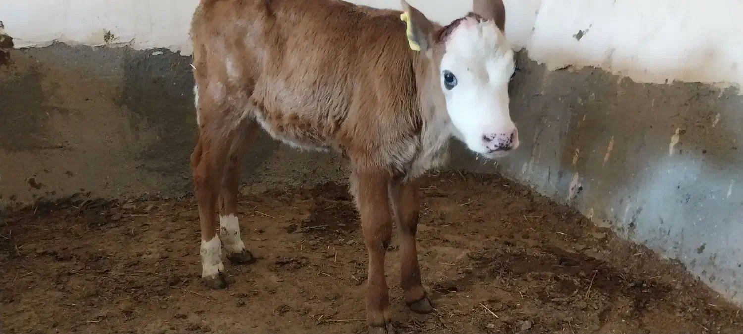 گاو... گوساله نر و ماده|حیوانات مزرعه|اسفراین, |دیوار