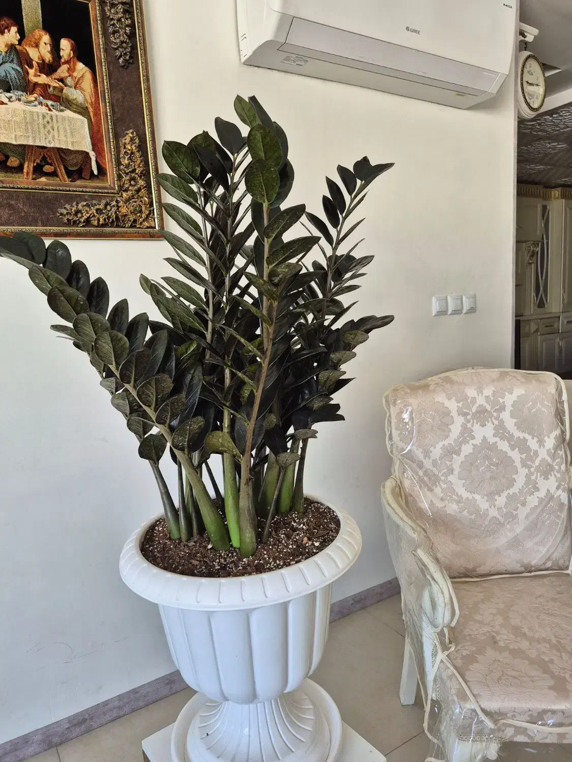 گل زاموفیلیا سوپر بلک|گل و گیاه طبیعی|شیراز, شهرک مفتح|دیوار