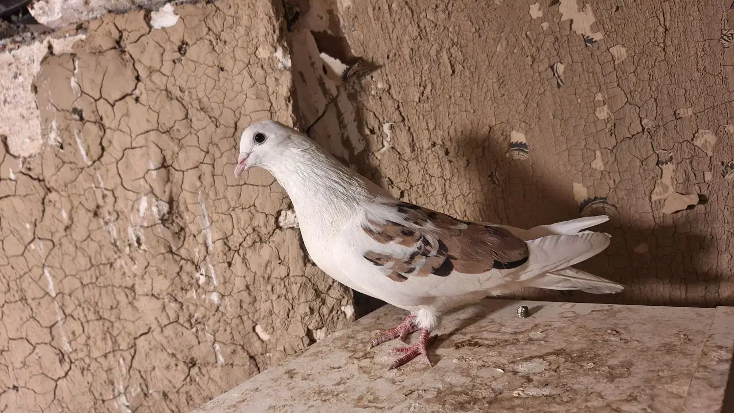 کفتر فروش یا معاوضه|پرنده|باغستان, |دیوار