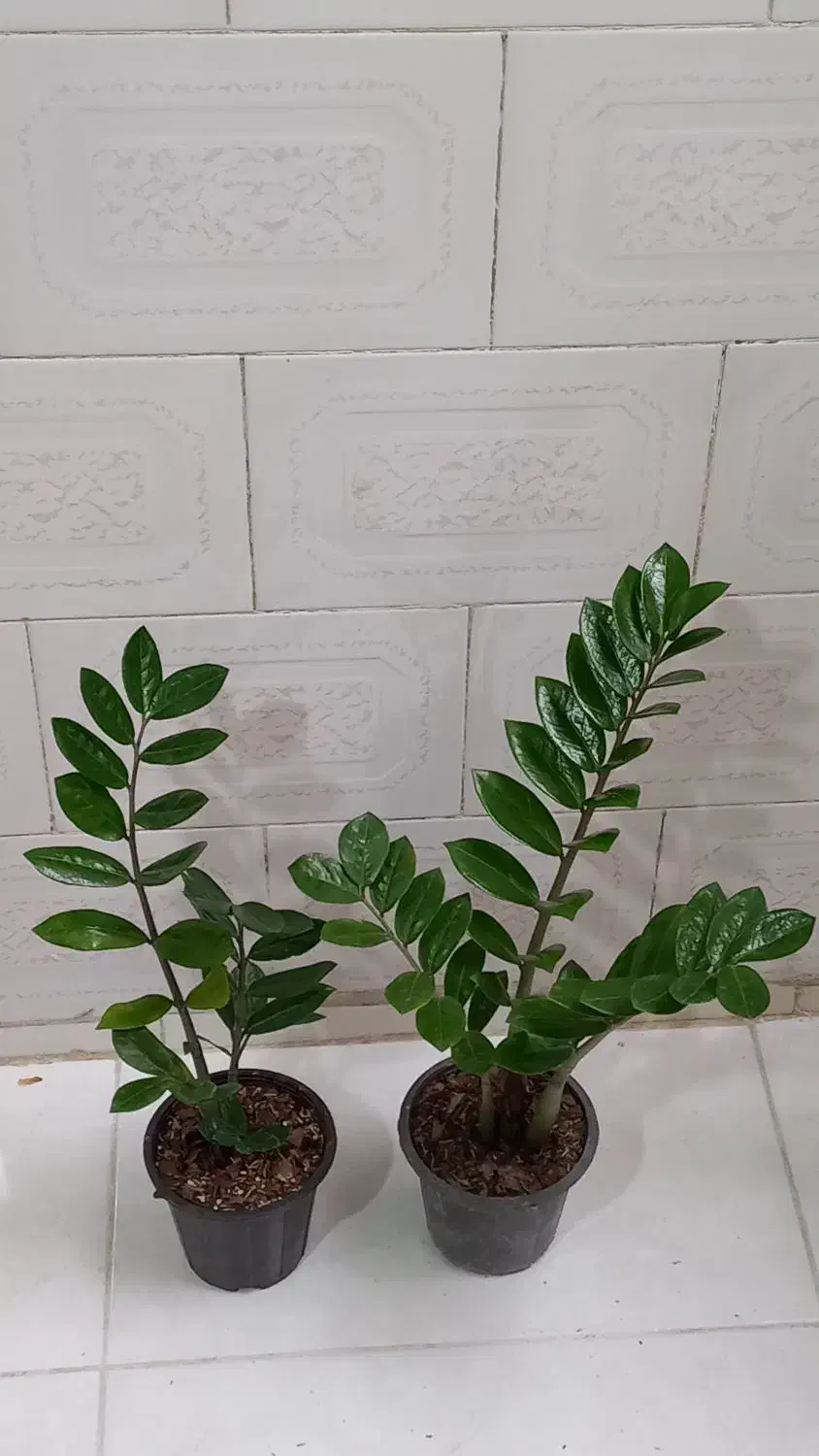 گل زاموفیلیا|گل و گیاه طبیعی|کرمانشاه, |دیوار