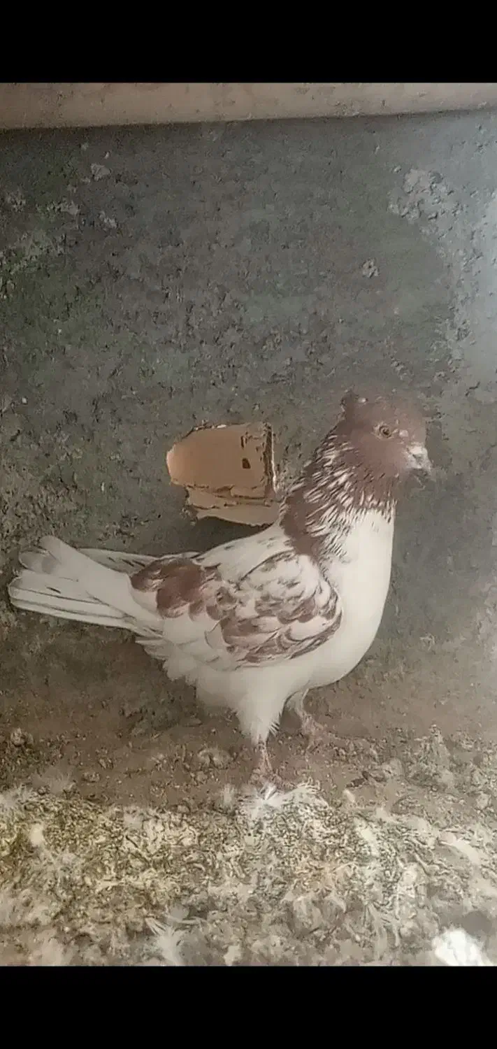 نر وماده پرش سنگین ومیلو بازی دار|پرنده|لاران, |دیوار